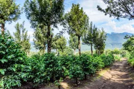 Nicaragua Single Origin coffee 🇳🇮
